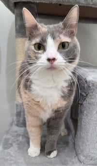 Whitey (Bonded to Pita) - Photo 4