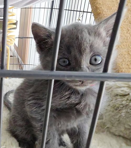 KACEY - Russian Blue / Domestic Short Hair for adoption in Mobile