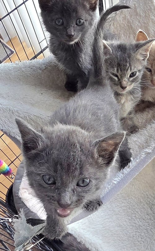 KACEY - Russian Blue / Domestic Short Hair available for adoption