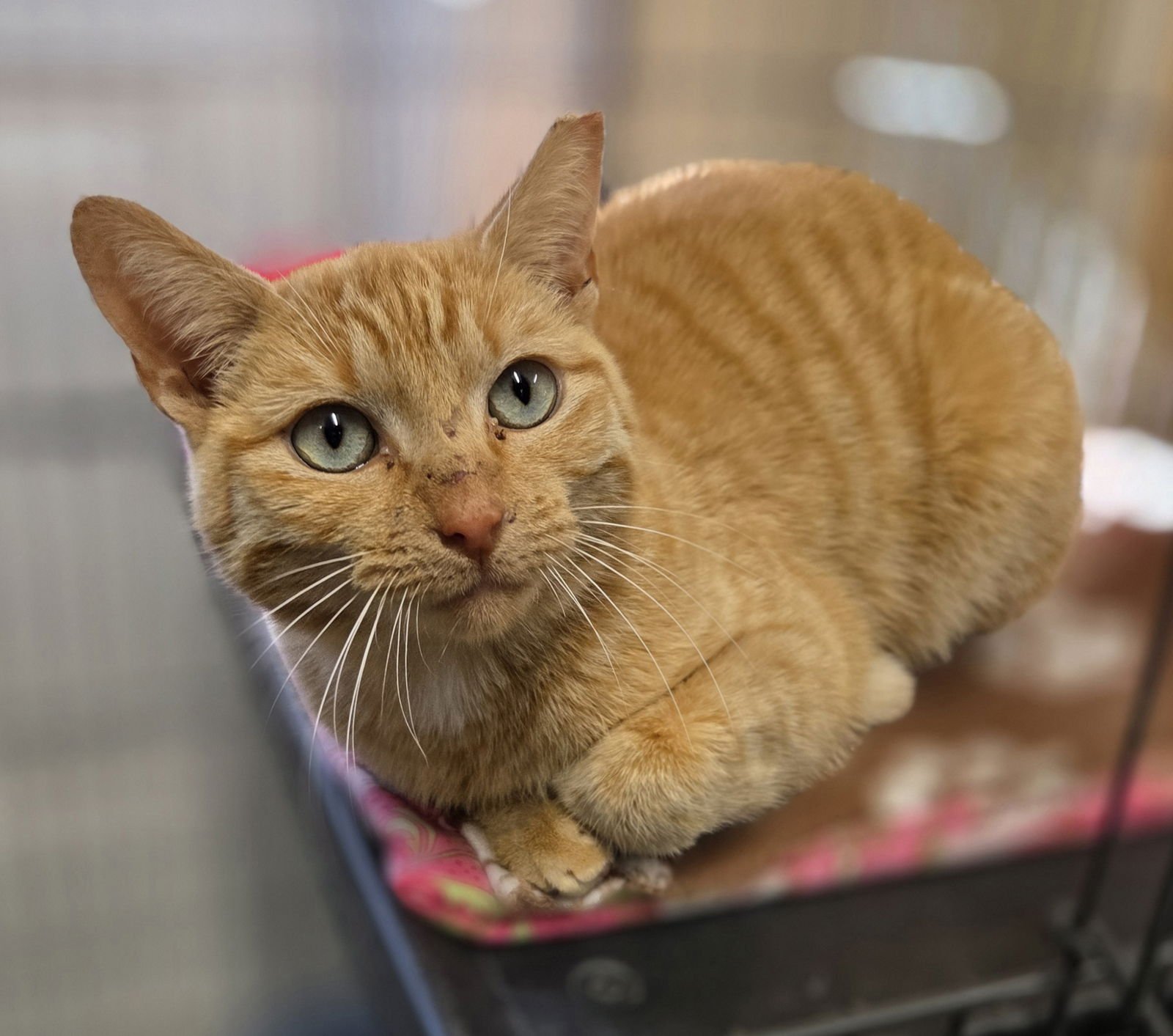 GEORGIE - Domestic Short Hair / Tabby available for adoption