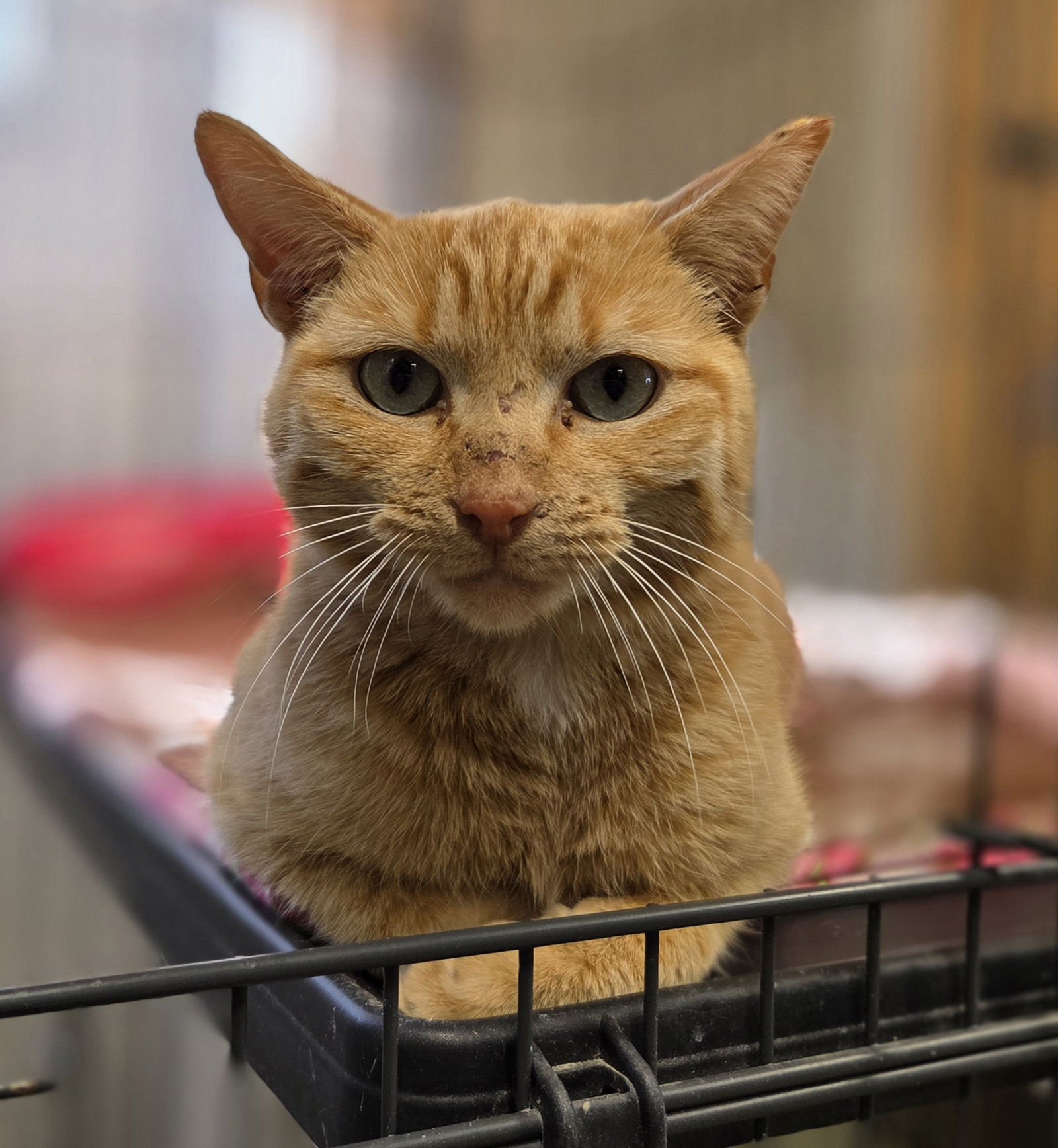 GEORGIE - Domestic Short Hair / Tabby available for adoption