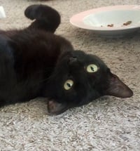 Kali - Photo 1