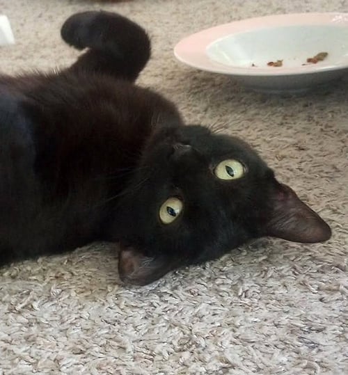 KALI - Bombay / American Shorthair available for adoption