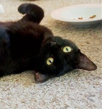 Kali - Photo 2