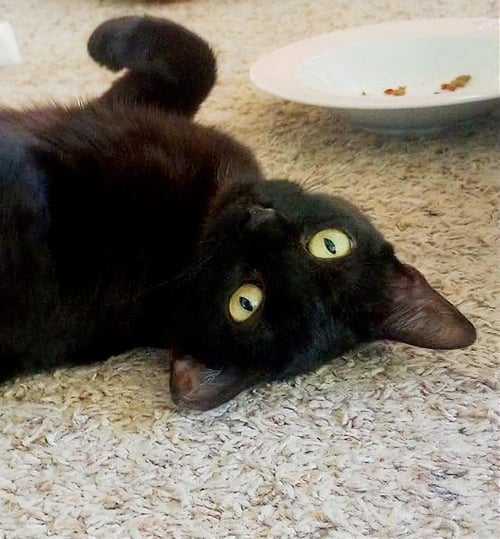 KALI - Bombay / American Shorthair available for adoption