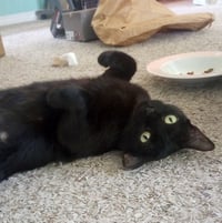 Kali - Photo 3