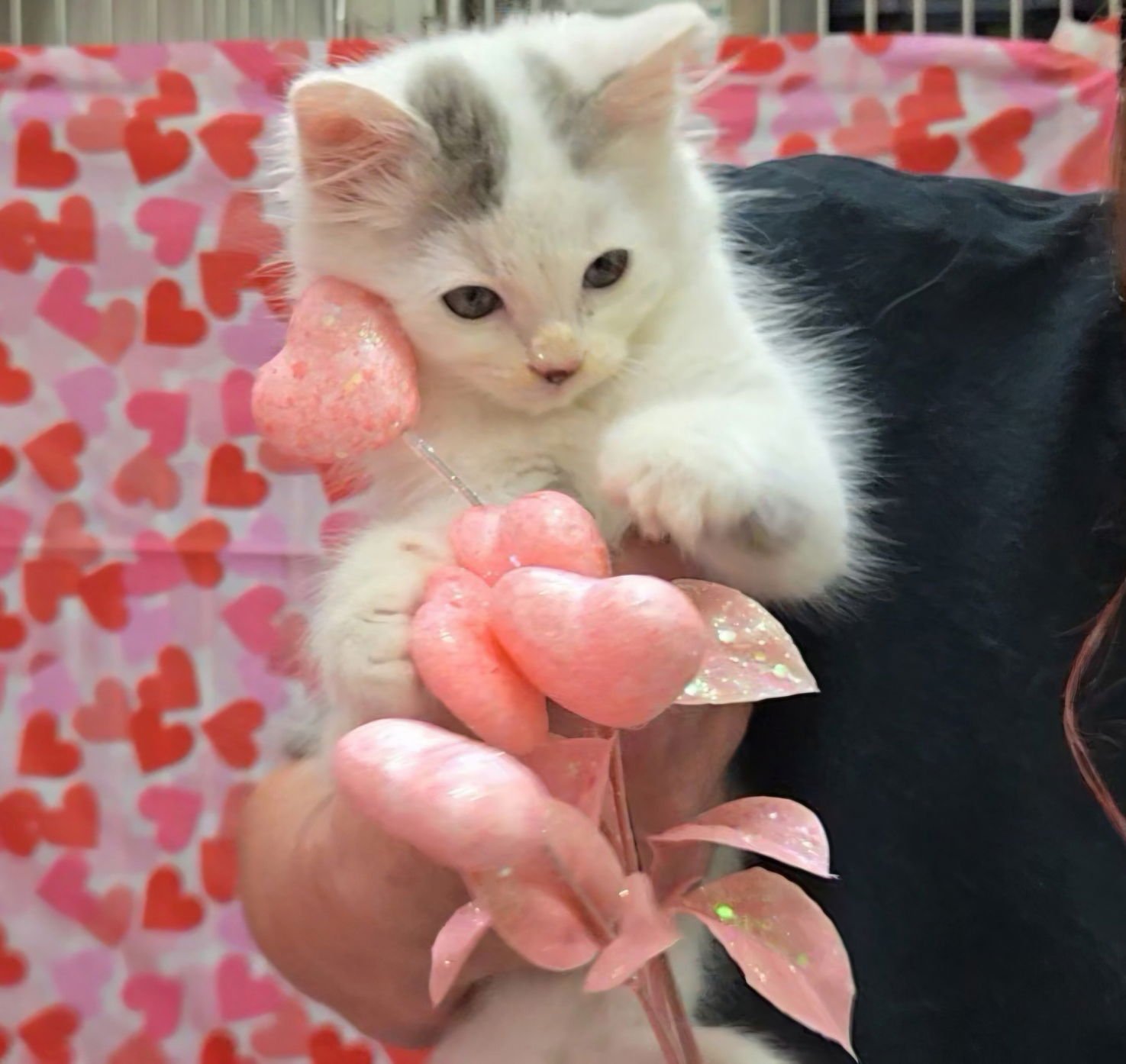 GHOST - Domestic Long Hair / Ragdoll available for adoption