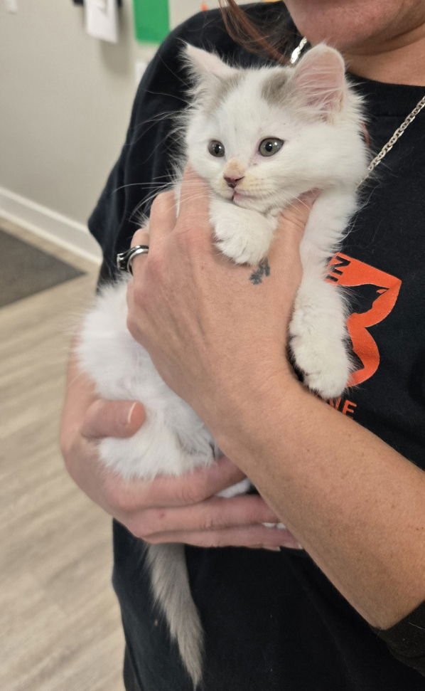 GHOST - Domestic Long Hair / Ragdoll available for adoption