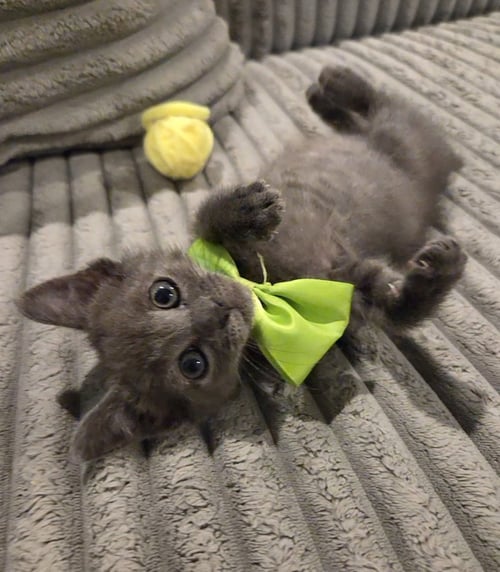 FOZZIE BEAR - Domestic Short Hair / Russian Blue for adoption in Mobile