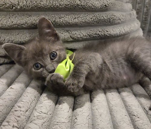 FOZZIE BEAR - Domestic Short Hair / Russian Blue available for adoption