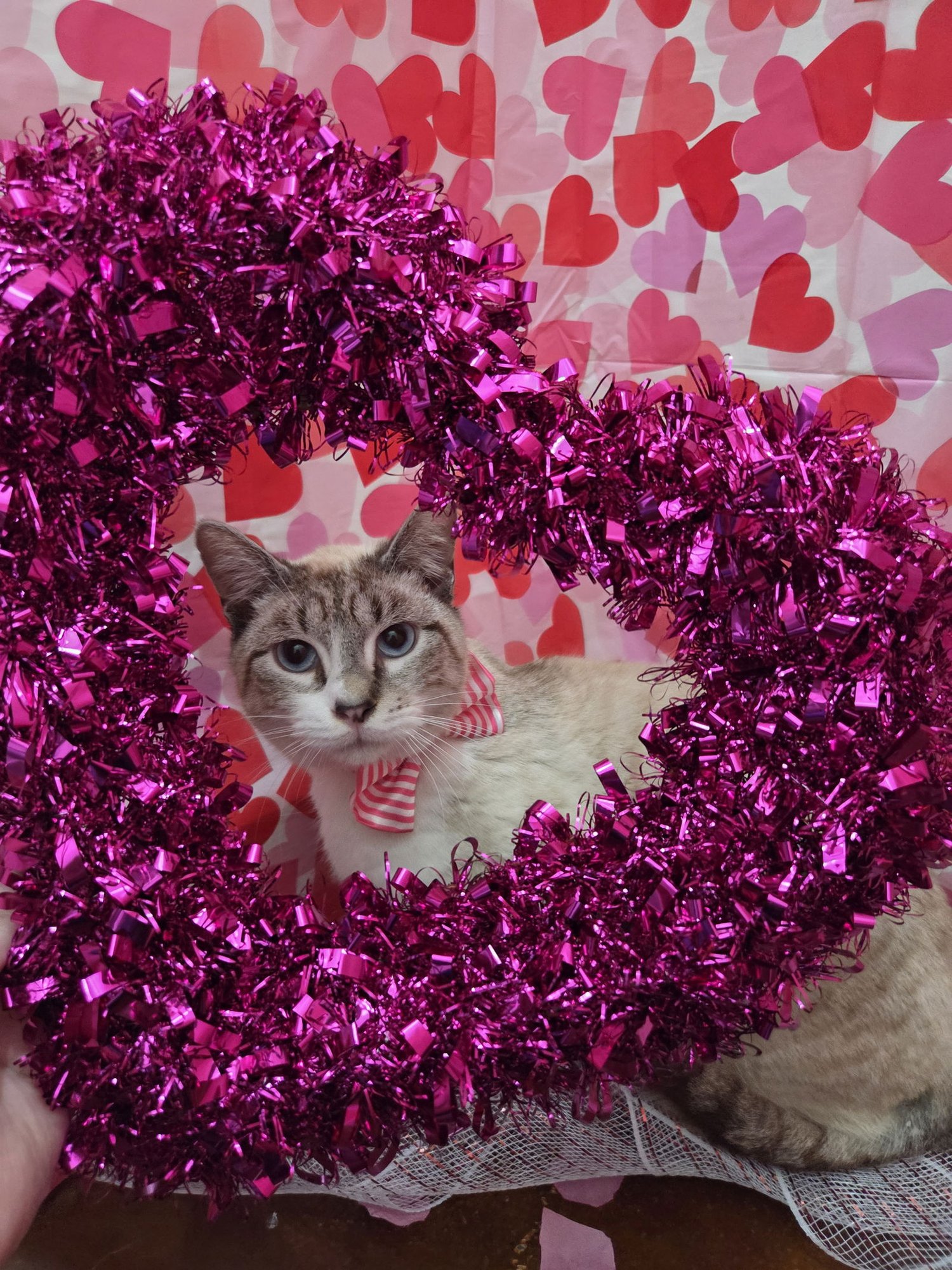 BOBATEA - Siamese / Domestic Short Hair available for adoption