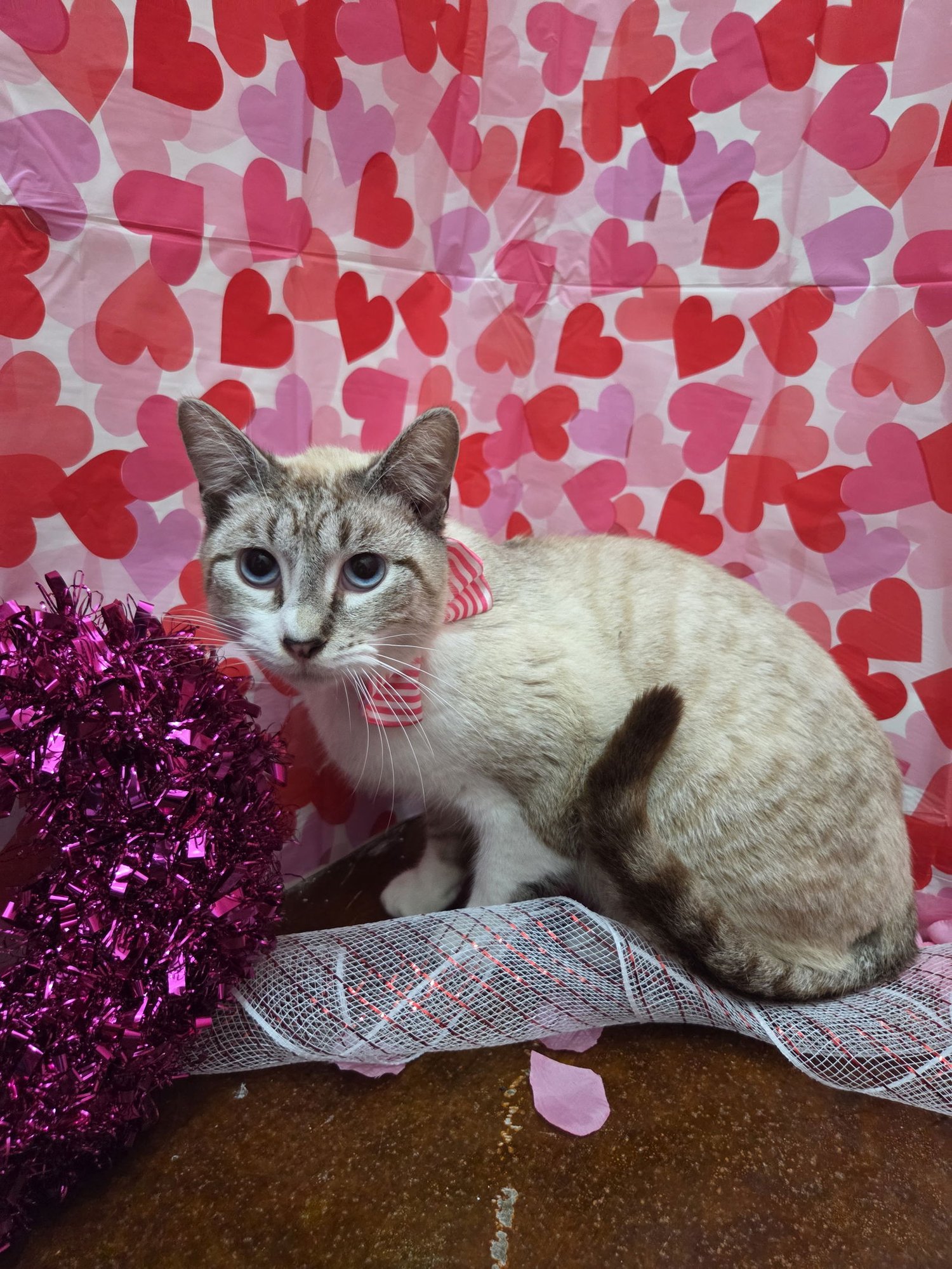 BOBATEA - Siamese / Domestic Short Hair available for adoption