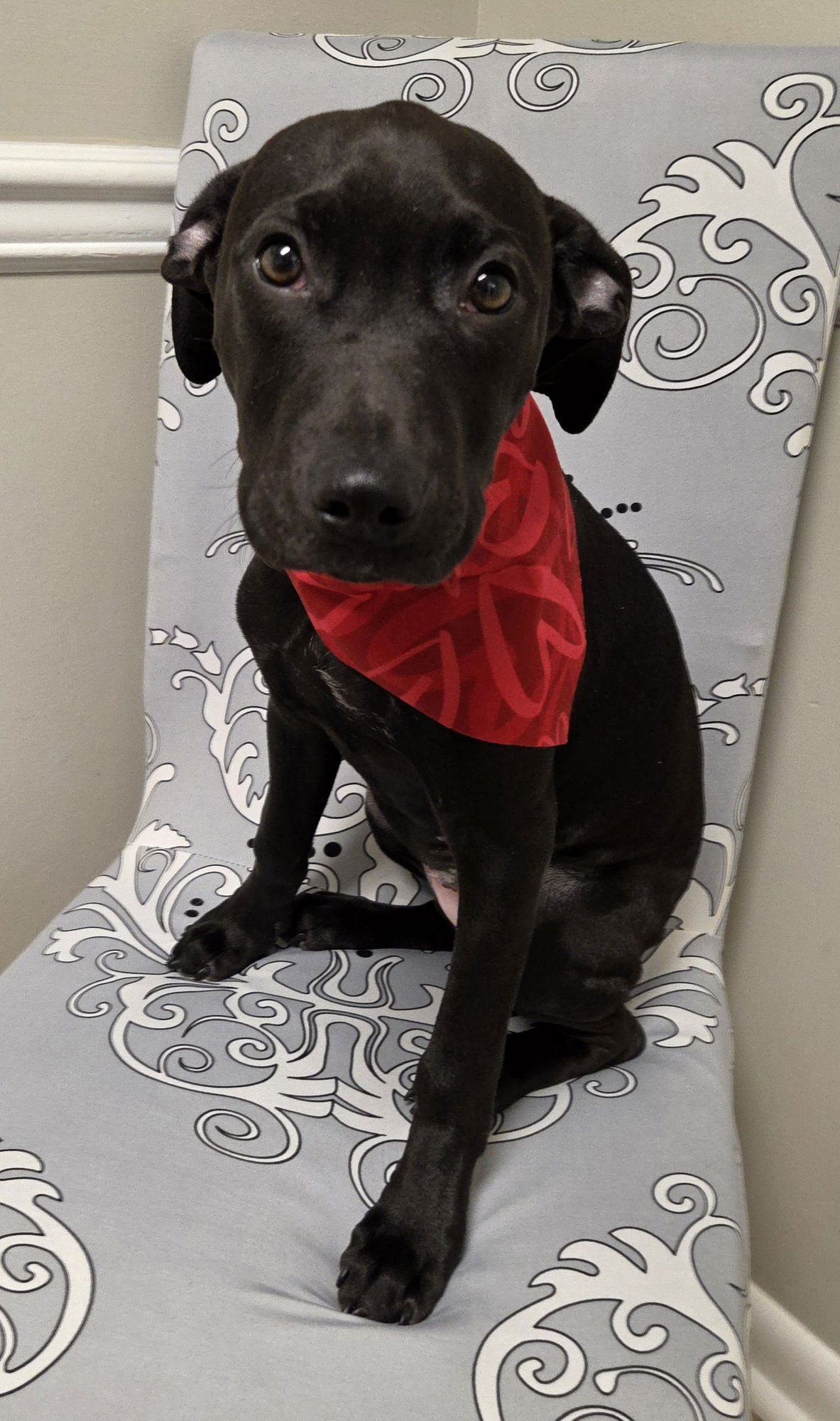 ODIE - Labrador Retriever / Jack Russell Terrier available for adoption