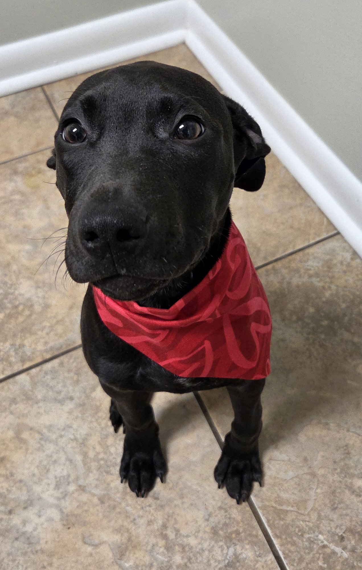 ODIE - Labrador Retriever / Jack Russell Terrier available for adoption