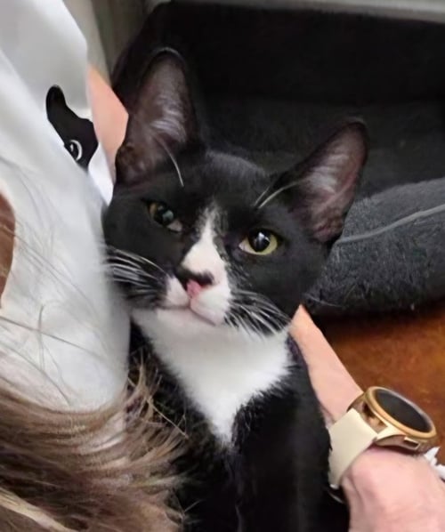 FABIO - Tuxedo / American Shorthair available for adoption