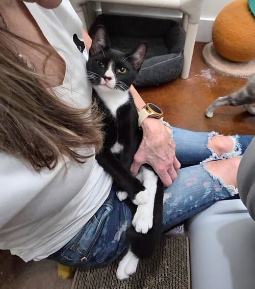 FABIO - Tuxedo / American Shorthair available for adoption