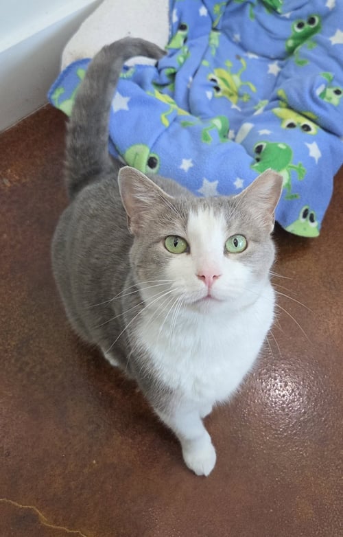 GRACIE - Domestic Short Hair available for adoption