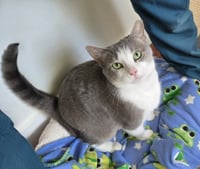 Gracie - Photo 3