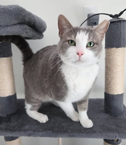 GRACIE - Domestic Short Hair available for adoption