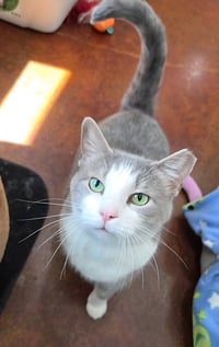 Gracie - Photo 4