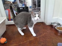 Gracie - Photo 6