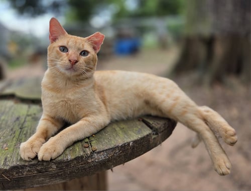 ORANGEY - Domestic Short Hair / Tabby available for adoption