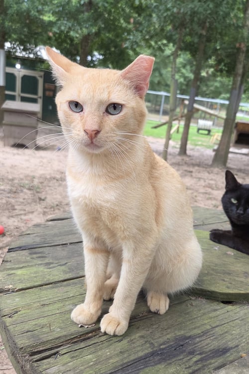 ORANGEY - Domestic Short Hair / Tabby available for adoption
