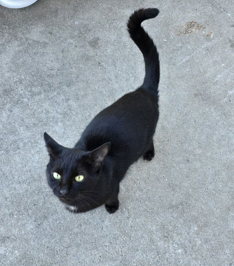 JIJI - Domestic Short Hair / Bombay available for adoption