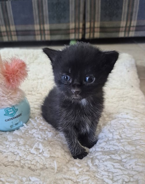 LEANDER - Manx / Domestic Medium Hair for adoption in Mobile