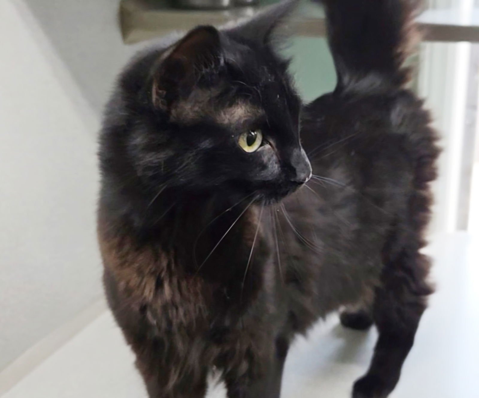 MOON - Domestic Medium Hair / Havana available for adoption