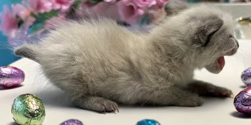 MYST - Siamese available for adoption