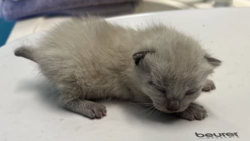 MYST - Siamese available for adoption