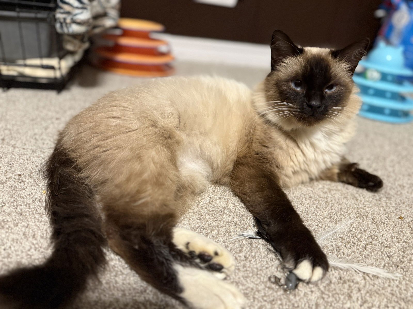 BEYONCE - Siamese / Ragdoll available for adoption