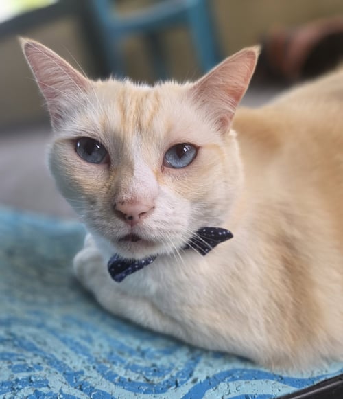 GREEK - Siamese / Domestic Short Hair available for adoption