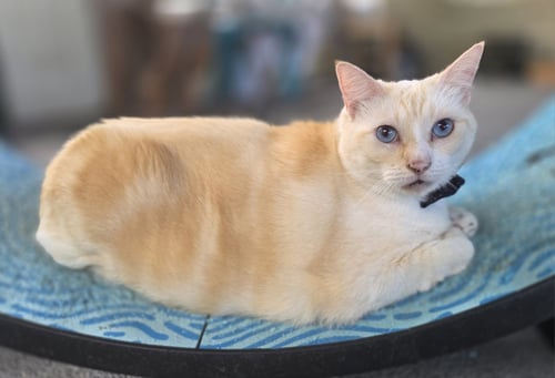 GREEK - Siamese / Domestic Short Hair available for adoption