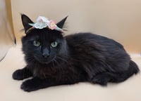 Black Beauty - Photo 2