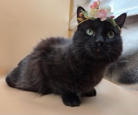 Black Beauty - Photo 3