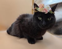 Black Beauty - Photo 4