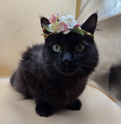 BLACK BEAUTY
