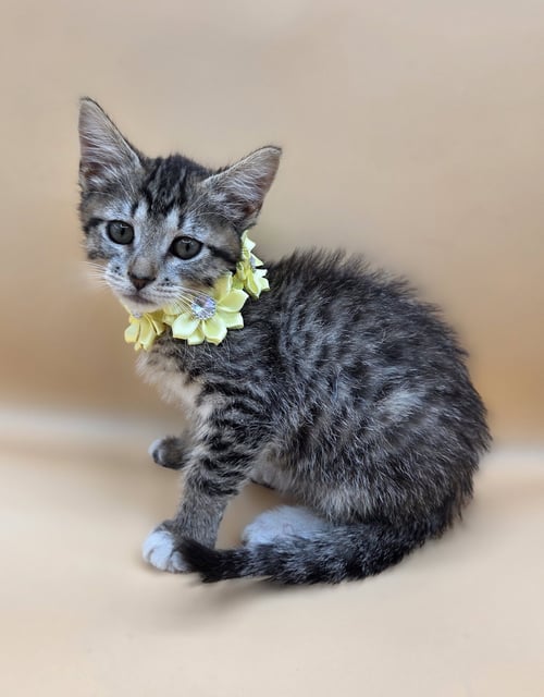 IKEA - Domestic Short Hair / Tabby for adoption in Mobile