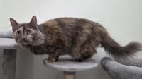 Pita (Bonded to Whitey) - Photo 3