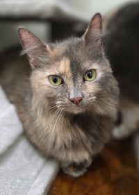 Pita (Bonded to Whitey) - Photo 2
