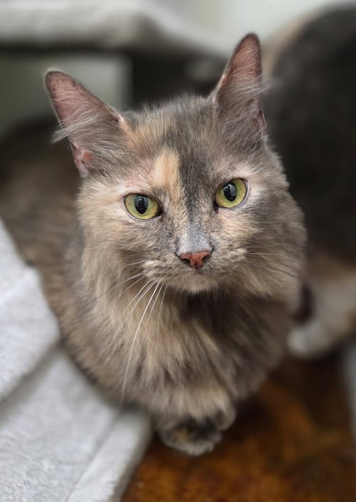 PITA (BONDED TO WHITEY) - Domestic Long Hair / Dilute Tortoiseshell available for adoption