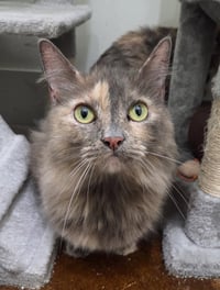 Pita (Bonded to Whitey) - Photo 1