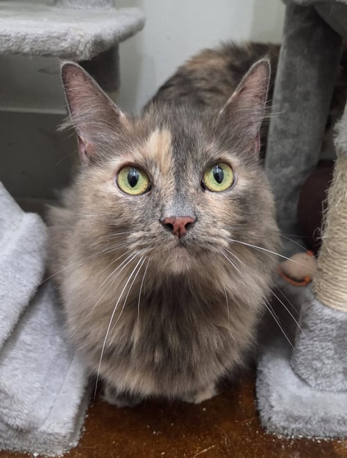 PITA (BONDED TO WHITEY) - Domestic Long Hair / Dilute Tortoiseshell available for adoption