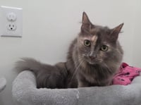 Pita (Bonded to Whitey) - Photo 4