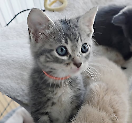 KRYSTAL - Tabby / Domestic Long Hair for adoption in Mobile