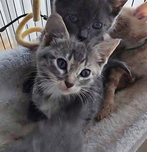 KRYSTAL - Tabby / Domestic Long Hair available for adoption