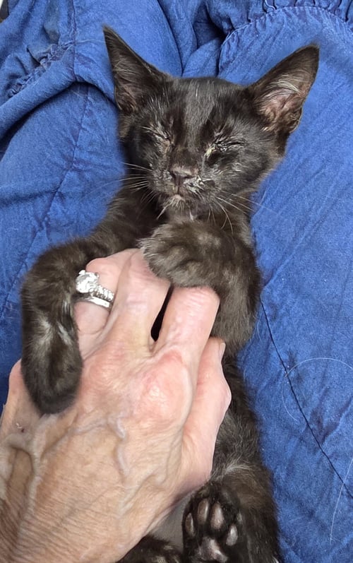 JOSIE - Manx available for adoption