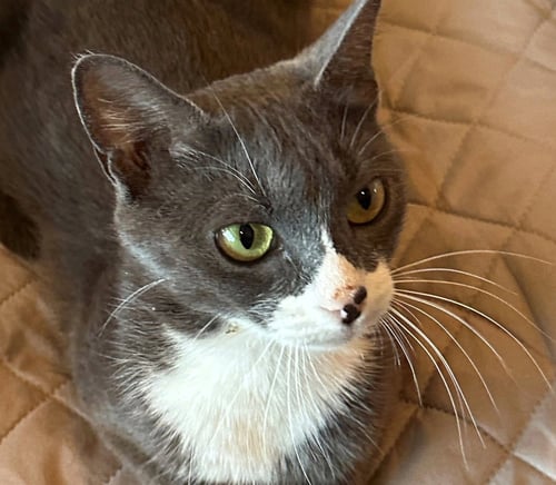 MORGAN - Domestic Short Hair available for adoption